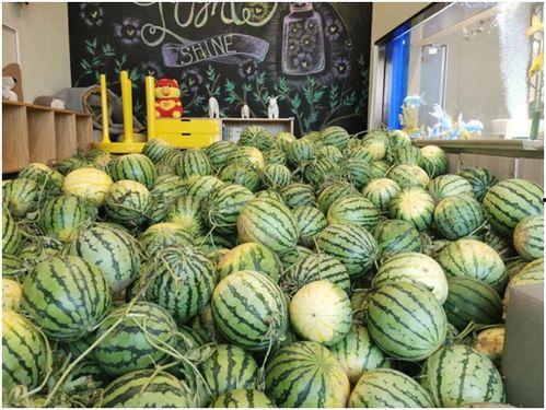 免费吃瓜官网,揭秘网络娱乐新潮流，畅享无界限的趣味盛宴