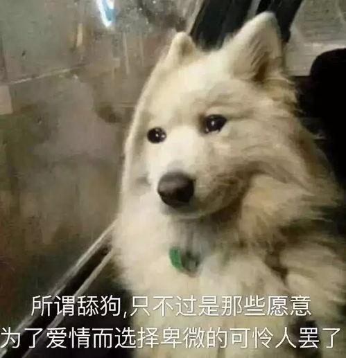 娱乐吃瓜酱舔狗,娱乐界的甜蜜苦涩
