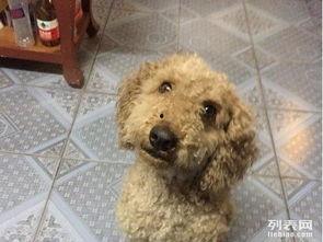 狗发情照片,揭秘母狗生理周期与繁殖奥秘